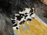 Chiots de race Schapendoes Néerlandais à vendre (2 femelles & 2 mâles)