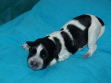 Chiots de race Schapendoes Néerlandais à vendre (2 femelles & 2 mâles)