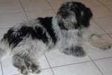 Chiots de race Schapendoes Néerlandais à vendre (2 femelles & 2 mâles)