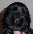 Chiots de race Cocker Anglais à vendre (1 femelle & 1 mâle)