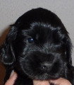 Chiots de race Cocker Anglais à vendre (1 femelle & 1 mâle)