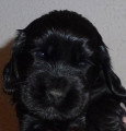 Chiots de race Cocker Anglais à vendre (1 femelle & 1 mâle)