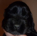 Chiots de race Cocker Anglais à vendre (1 femelle & 1 mâle)