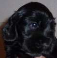 Chiots de race Cocker Anglais à vendre (1 femelle & 1 mâle)