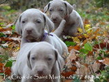 Chiots de race Braque de Weimar à vendre (5 femelles & 5 mâles)