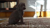 Chiots de race Braque de Weimar à vendre (5 femelles & 5 mâles)