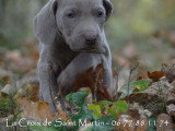 Chiots de race Braque de Weimar à vendre (5 femelles & 5 mâles)