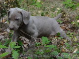 Chiots de race Braque de Weimar à vendre (5 femelles & 5 mâles)