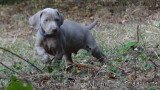 Chiots de race Braque de Weimar à vendre (5 femelles & 5 mâles)