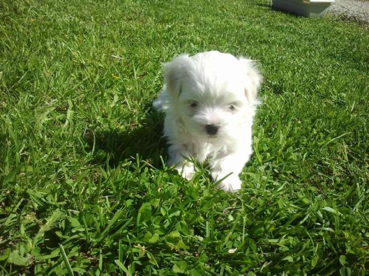Chiots de race Bichon Maltais à vendre (1 femelle & 1 mâle)
