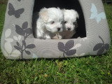 Chiots de race Bichon Maltais à vendre (1 femelle & 1 mâle)