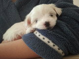 Chiots de race Bichon Maltais à vendre (1 femelle & 1 mâle)