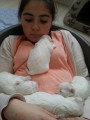 Chiots de race Bichon Maltais à vendre (1 femelle & 1 mâle)