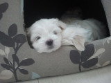 Chiots de race Bichon Maltais à vendre (1 femelle & 1 mâle)
