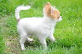 Chiot de race Chihuahua femelle à vendre