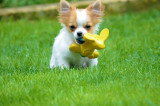 Chiot de race Chihuahua femelle à vendre
