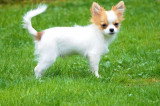 Chiot de race Chihuahua femelle à vendre