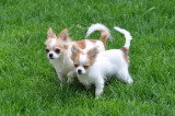 Chiot de race Chihuahua femelle à vendre