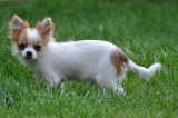 Chiot de race Chihuahua femelle à vendre