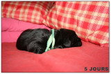 Chiots de race Terre-Neuve à vendre (3 femelles & 3 mâles)
