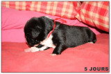 Chiots de race Terre-Neuve à vendre (3 femelles & 3 mâles)