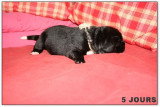 Chiots de race Terre-Neuve à vendre (3 femelles & 3 mâles)
