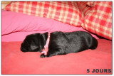 Chiots de race Terre-Neuve à vendre (3 femelles & 3 mâles)