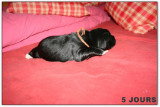 Chiots de race Terre-Neuve à vendre (3 femelles & 3 mâles)