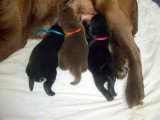 Chiots de race Labrador Retriever à vendre (2 femelles & 2 mâles)