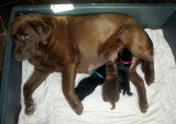 Chiots de race Labrador Retriever à vendre (2 femelles & 2 mâles)