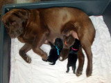 Chiots de race Labrador Retriever à vendre (2 femelles & 2 mâles)