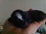 Chiots de race Shih Tzu à vendre (1 femelle & 1 mâle)