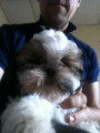 Chiots de race Shih Tzu à vendre (1 femelle & 1 mâle)