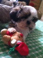 Chiots de race Shih Tzu à vendre (1 femelle & 1 mâle)