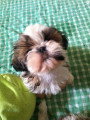 Chiots de race Shih Tzu à vendre (1 femelle & 1 mâle)