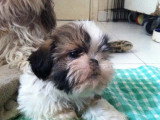 Chiots de race Shih Tzu à vendre (1 femelle & 1 mâle)