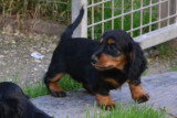 Chiots de race Teckel à vendre (4 femelles & 4 mâles)