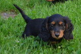 Chiots de race Teckel à vendre (4 femelles & 4 mâles)