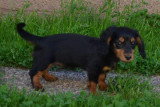 Chiots de race Teckel à vendre (4 femelles & 4 mâles)