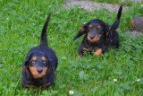 Chiots de race Teckel à vendre (4 femelles & 4 mâles)