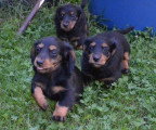 Chiots de race Teckel à vendre (4 femelles & 4 mâles)