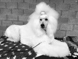 Grand caniche blanc