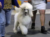 Grand caniche blanc