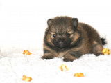 Teacup pom femelles fauve charbonné LOF
