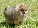 Teacup pom femelles fauve charbonné LOF
