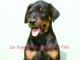 Superbe dobermann mâle noir & feu LOF