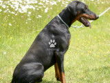 Superbe dobermann mâle noir & feu LOF