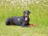 Superbe dobermann mâle noir & feu LOF
