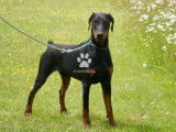 Superbe dobermann mâle noir & feu LOF