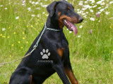 Superbe dobermann mâle noir & feu LOF